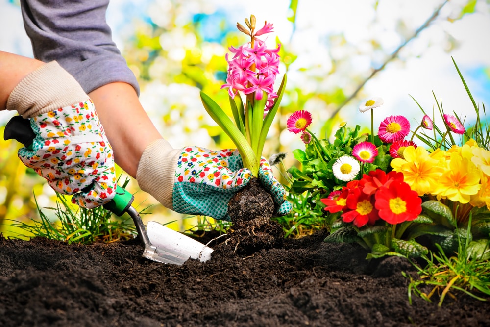 7 Tips to Make Your Garden Blossom this Summer: Woman planting a flower