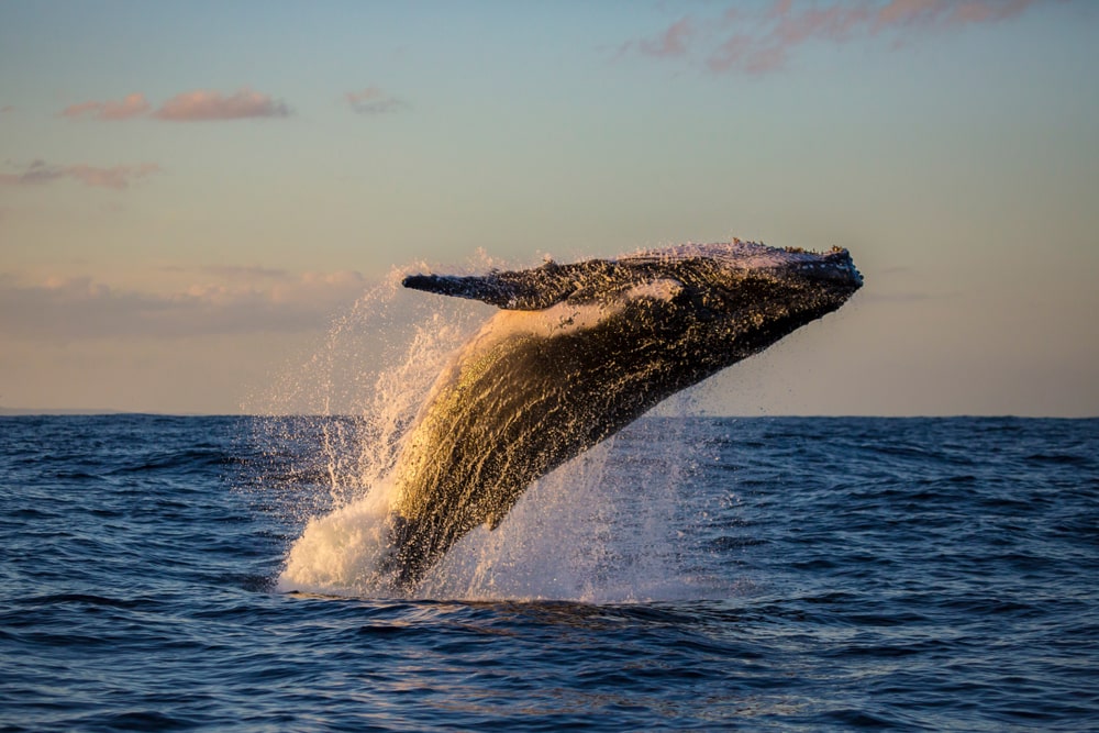 Unconventional travel ideas for all the family in 2019: Humpback whale bathed in golden light off Sydney Harbour during sunset