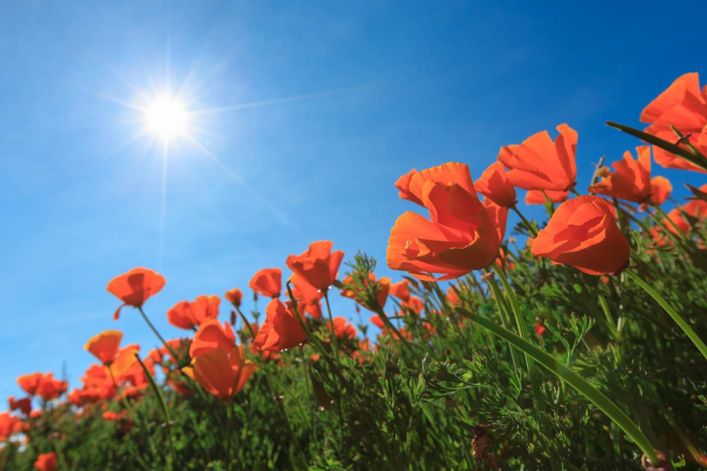 The sun rising over a poppy field where you can mark Remembrance Day 2019