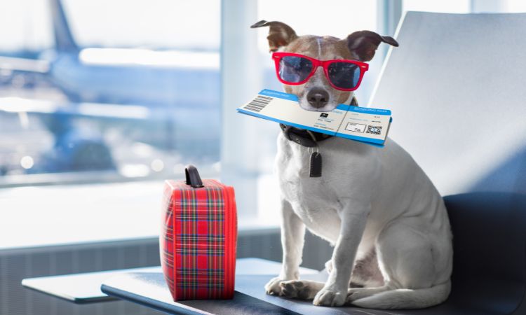 Travelling-with-pets- AllClear-Travel