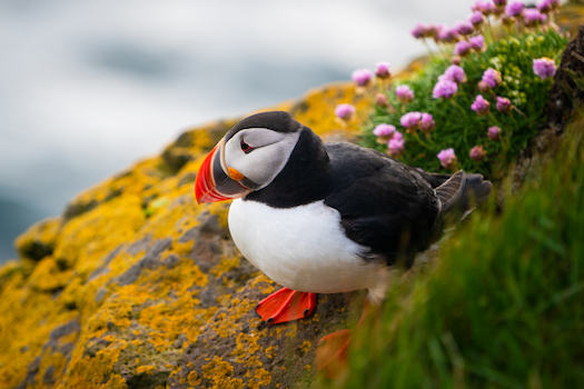 Skomer Island