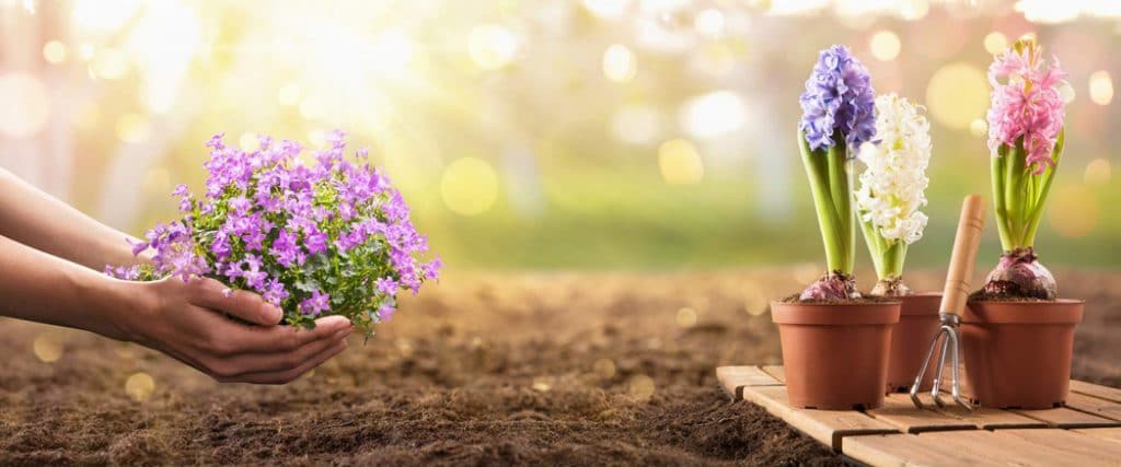 7 tips to help garden