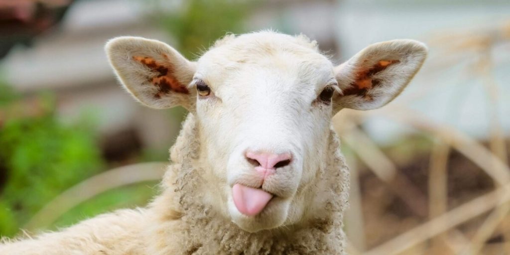 National Vegan Month - Sheep - AllClear Travel