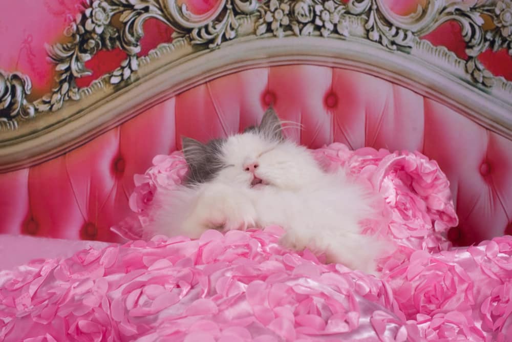 Travel the UK with your pets: Cat sleeping in fancy bed