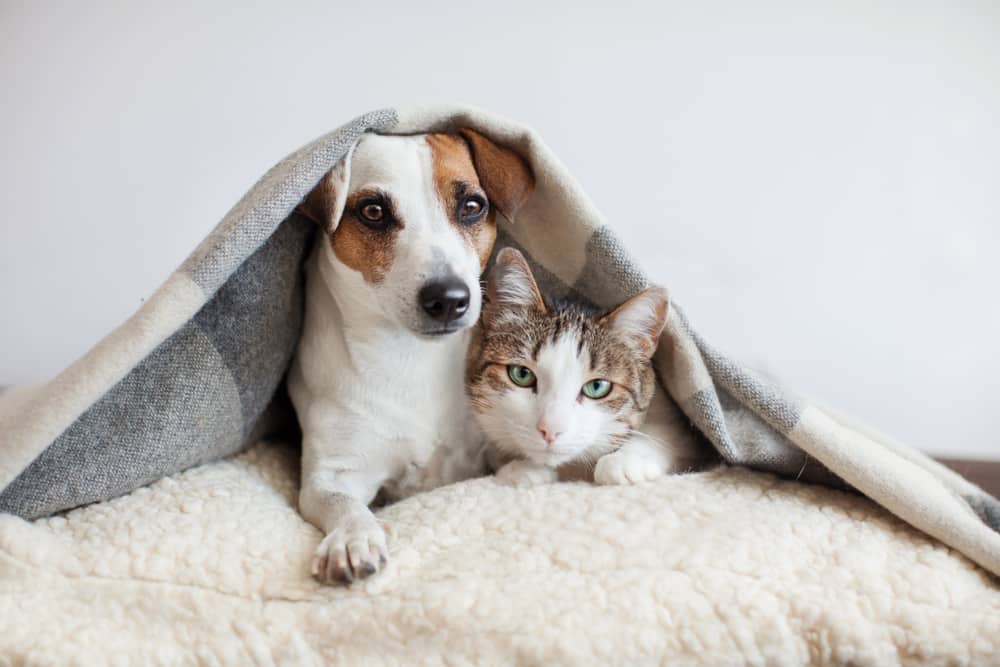 How to enjoy worry free holidays with your pet at home: Dog and kitten sleeping under bed covers