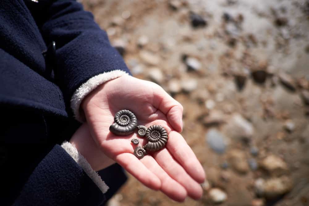 10 Family Activities for a Fun Summer: 195 million years old fossils found on the beach in Charmouth, Dorset