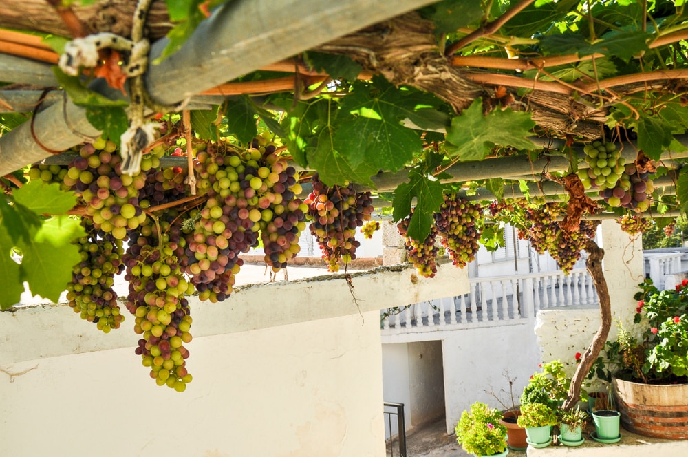 A Holiday for ME: Grapes bar, Greece