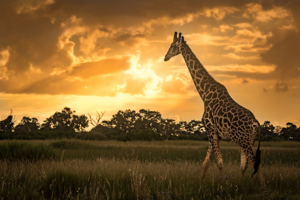 The best Autumn holiday destinations: Botswana