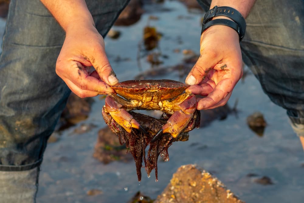 10 Family Activities for a Fun Summer: A crab caught in the seaside of Wales 