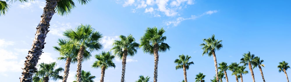 New study discovers how holidays help you live longer : palm trees panoramic