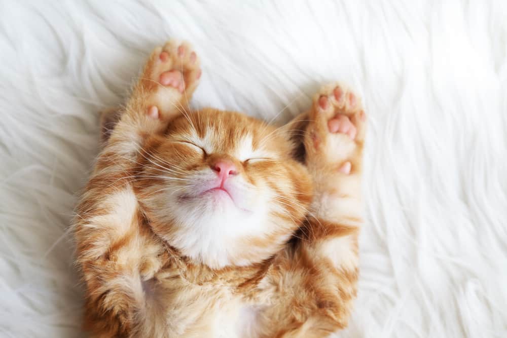 How to enjoy worry free holidays with your pet at home: Cute little red kitten sleeps on fur white blanket