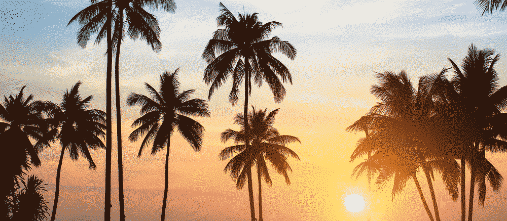 Travelling with a mental health condition: palm rees under the sun