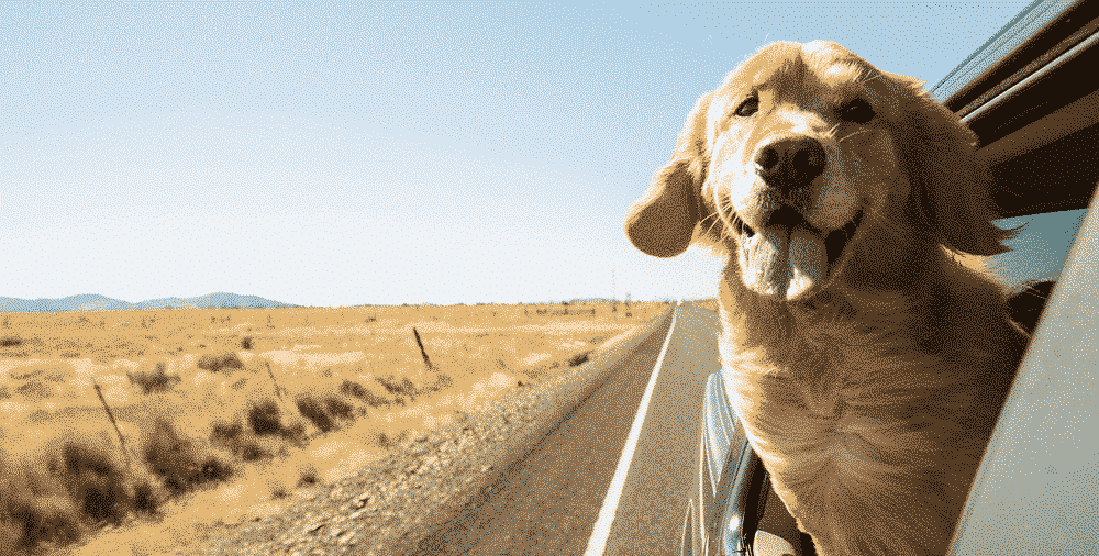 Travel the UK with your pets: Road trip with dog in the wind