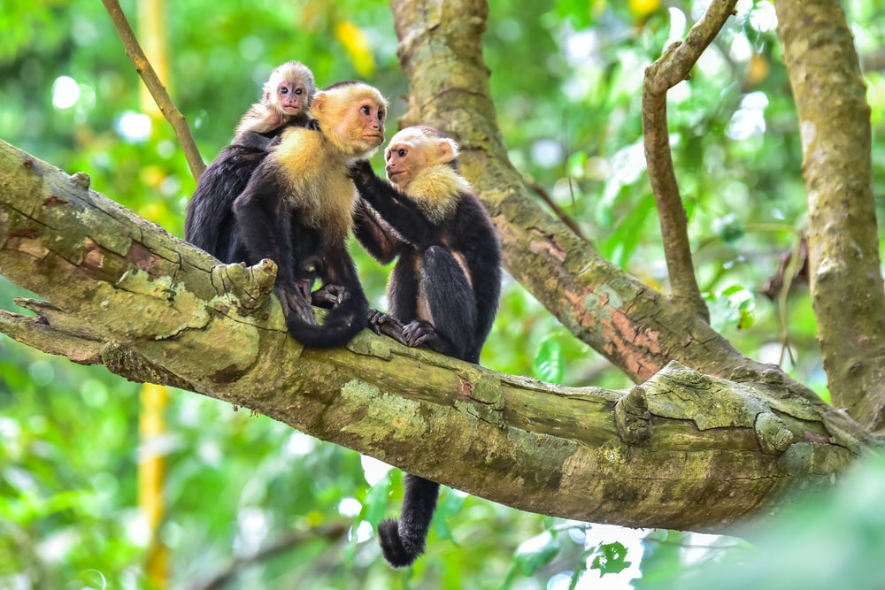 The 5 best ecotourism holidays for mature travellers: Costa Rica National Park