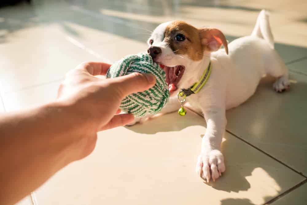 Travel the UK with your pets: puppy with play toy