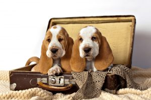 The best destinations for travelling with pets: dogs in suitcase