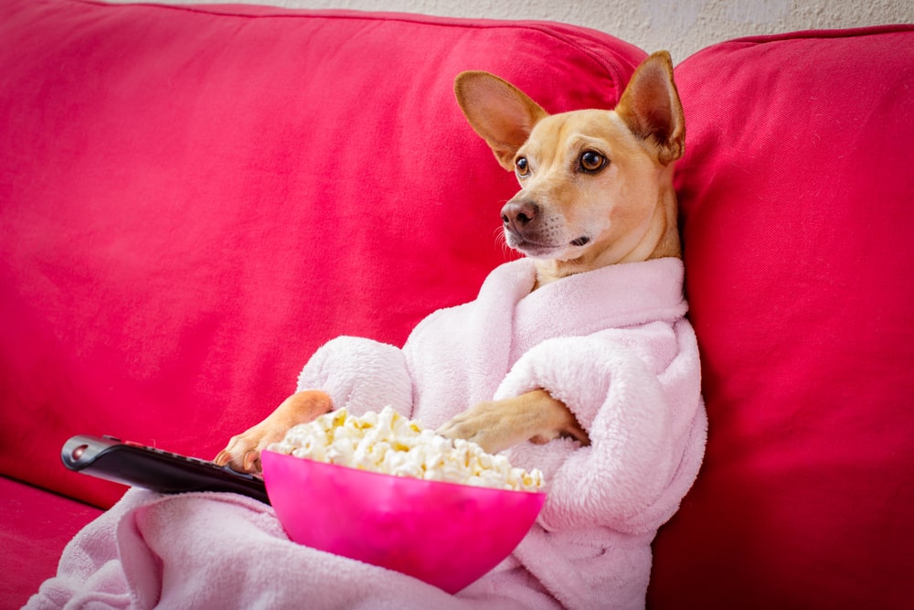 How to enjoy worry free holidays with your pet at home: Dog sitting on sofa watching TV