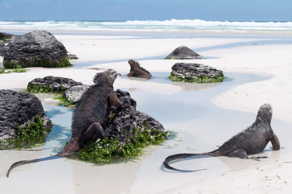 The 5 best ecotourism holidays for mature travellers: Galapagos Islands